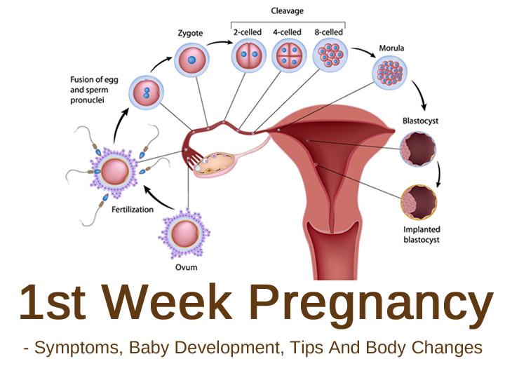 First Week Signs Of Being Pregnant 61