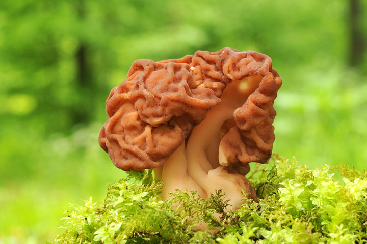 Can You Eat Morel Mushrooms While Pregnant? 