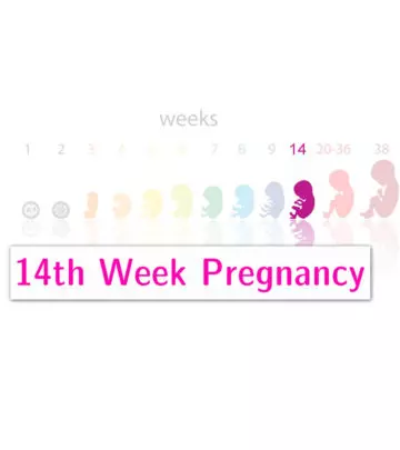 14th Week Pregnancy: Symptoms, Baby Development And Tips