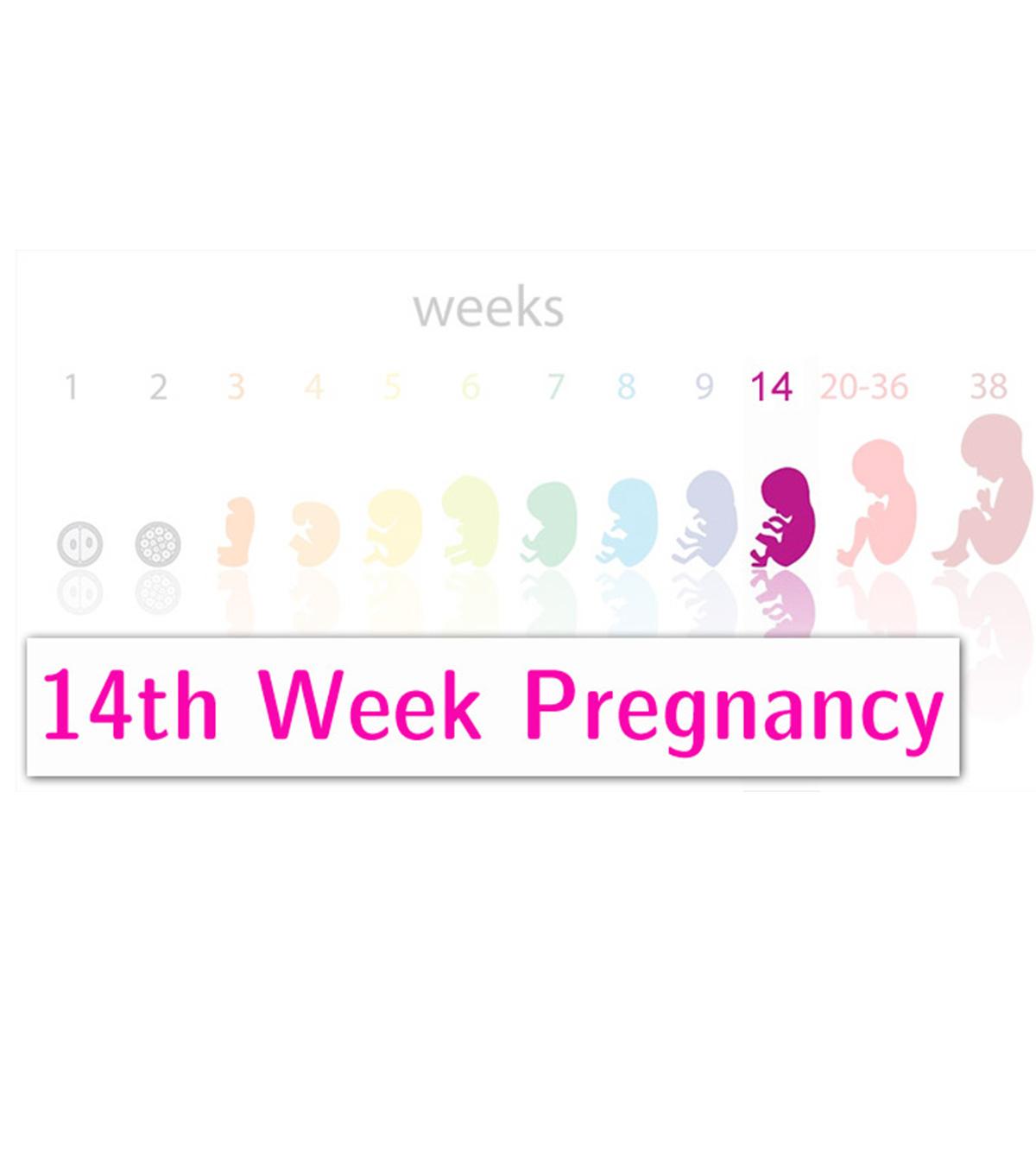 Pregnant Woman At 14 Weeks, Representing Pregnancy Information