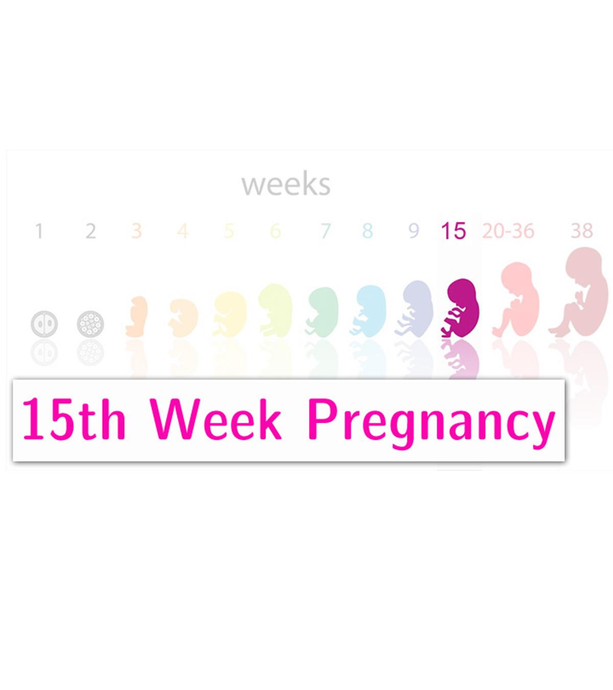 15 Weeks Pregnant: Symptoms, Baby Development And Tips