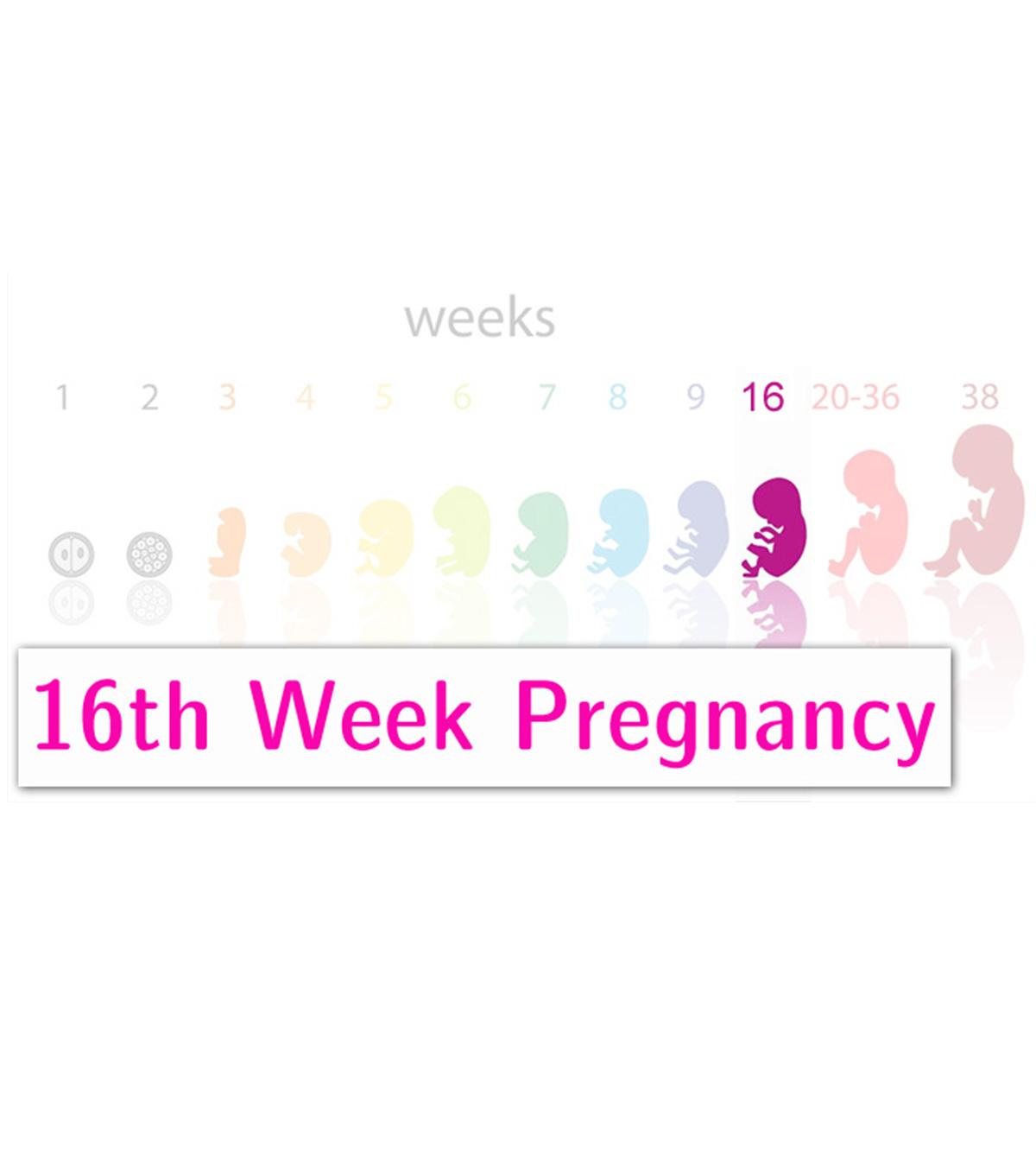 16 Weeks Pregnancy: Symptoms, Tips And Baby Development