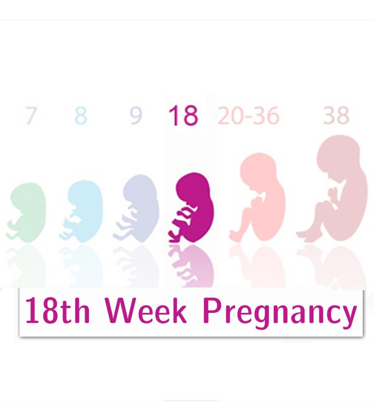 18th Week Pregnancy Symptoms, Baby Development, And Body Changes