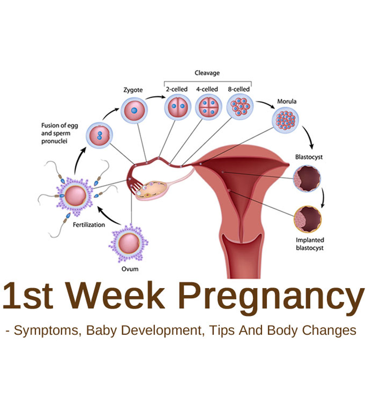 One Week Pregnant: Symptoms, Baby Development & Tips To Follow