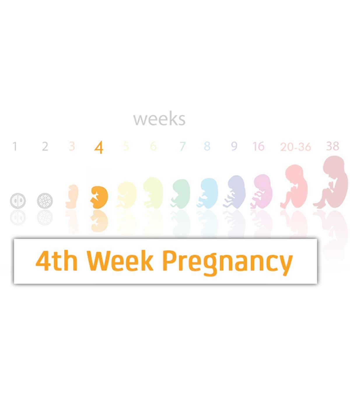 4th Week Pregnancy: Symptoms, Baby Development, Tips And Body Changes