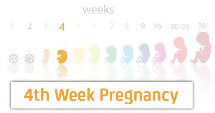 4th Week Baby Development: What to Expect