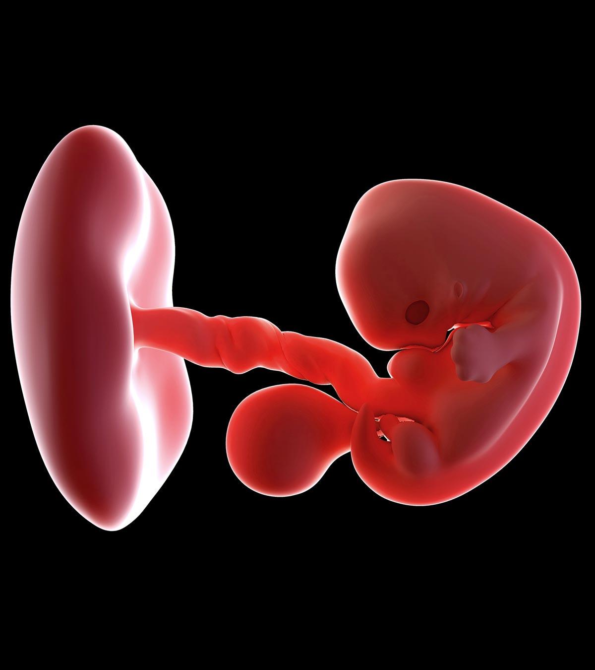 Baby growth in the mother