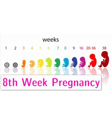 Symptoms Of 8th Week In Pregnancy, Baby Development And Tips