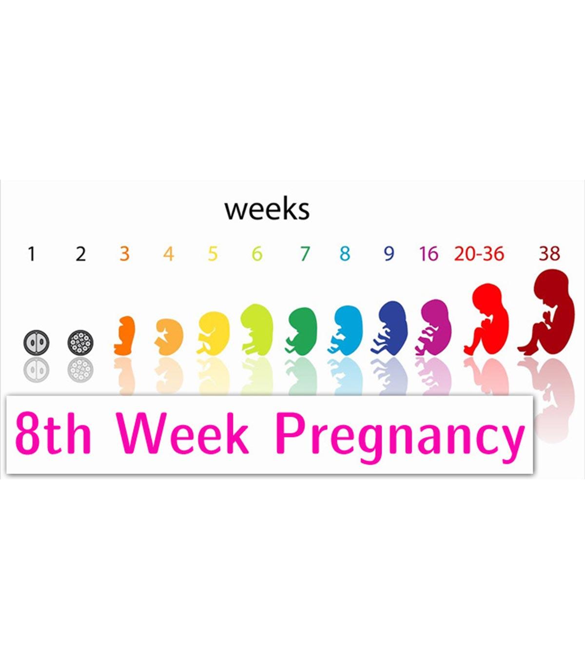 Baby growth during the 8th week of pregnancy