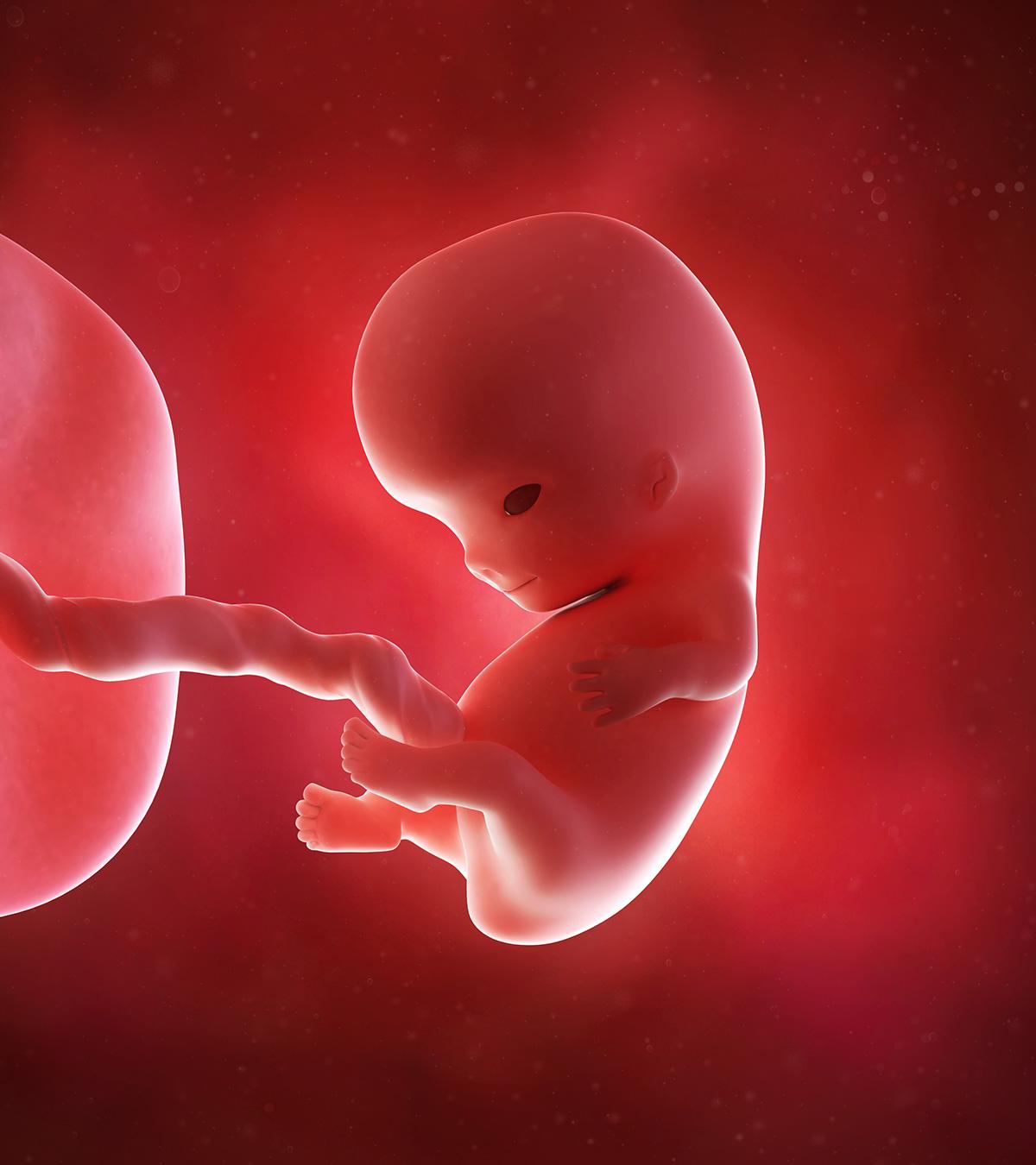 Baby growth in the womb