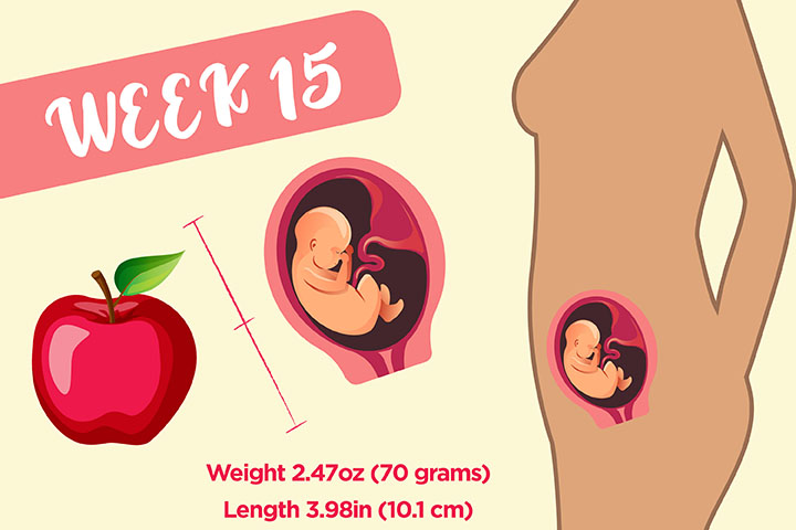 Baby size at 15th week pregnancy