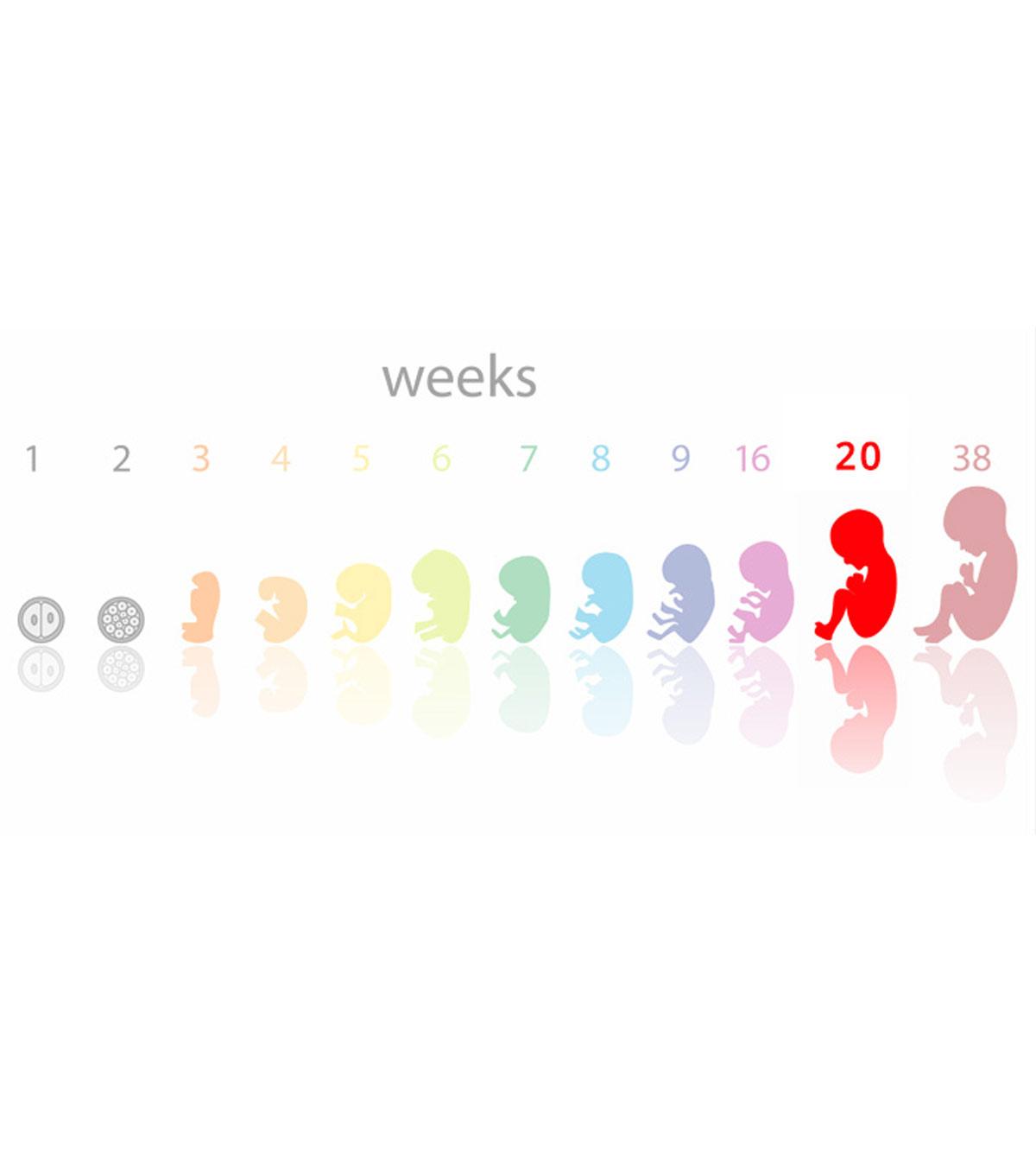 week wise Baby