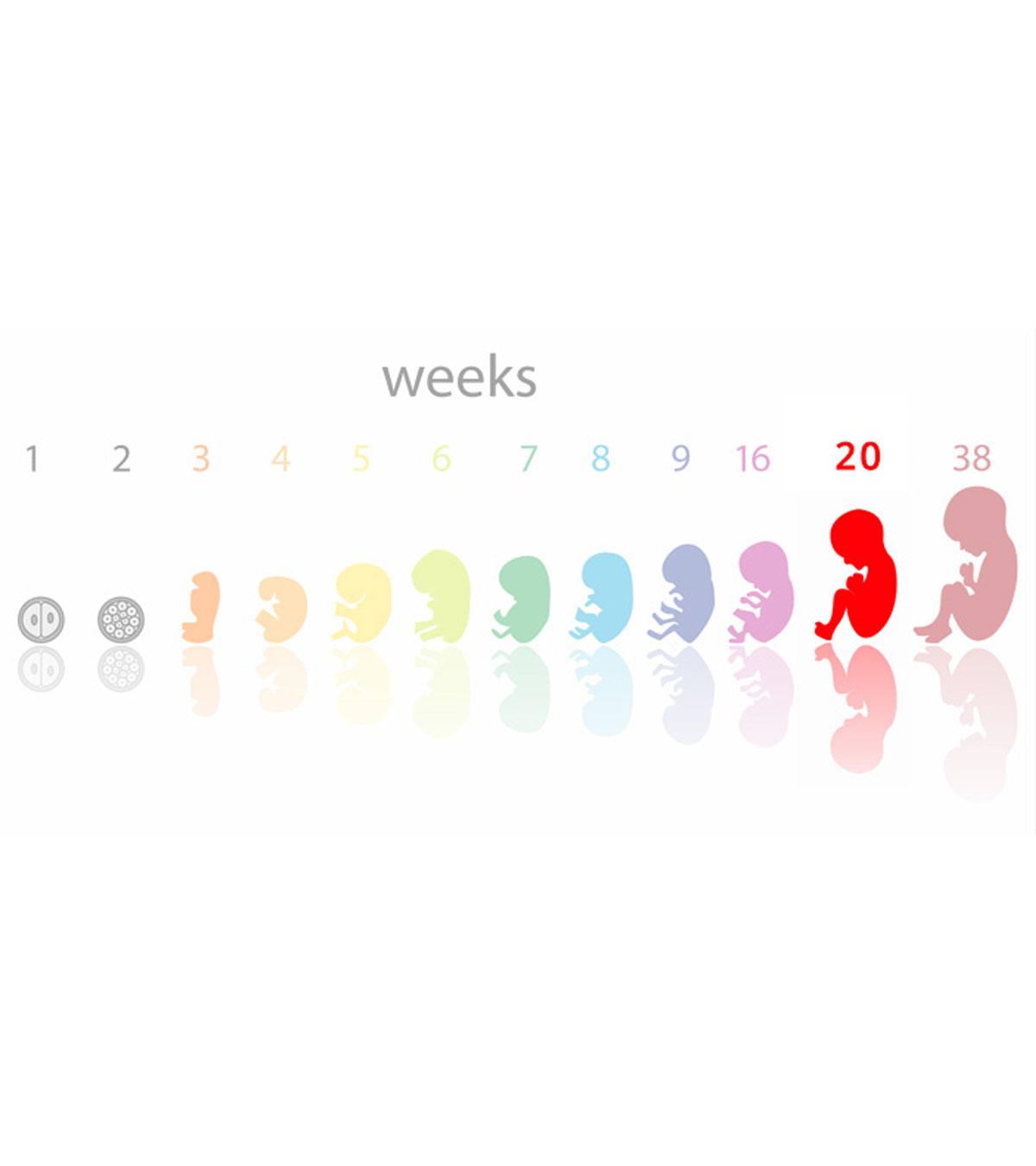 20 Weeks Pregnancy: Symptoms, Tips And Baby Development