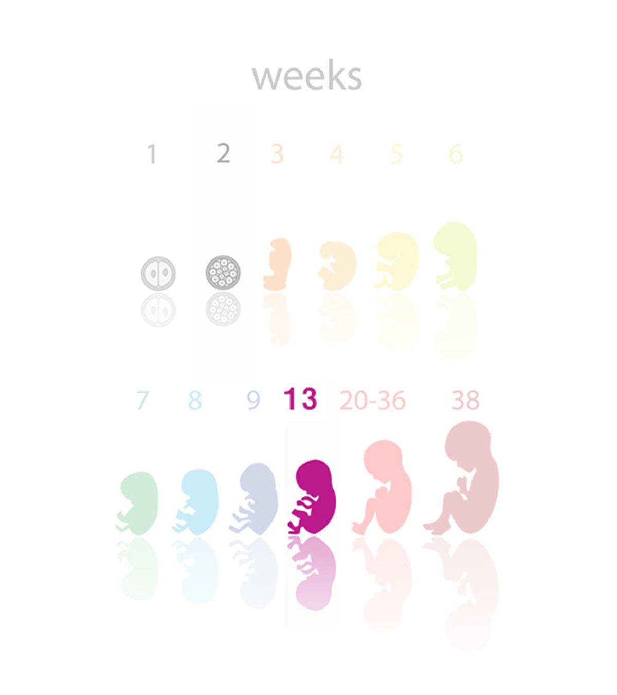 Pregnant Woman, Indicating 13th Week Pregnancy Information