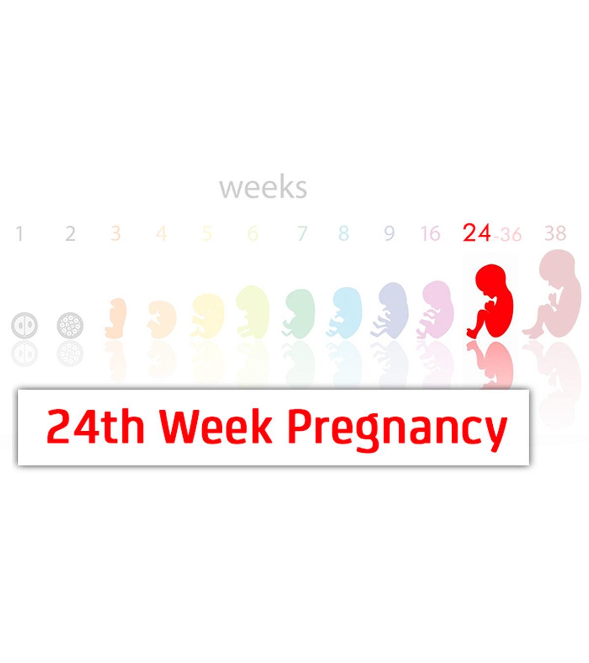 Baby growth on 24th weeks pregnant
