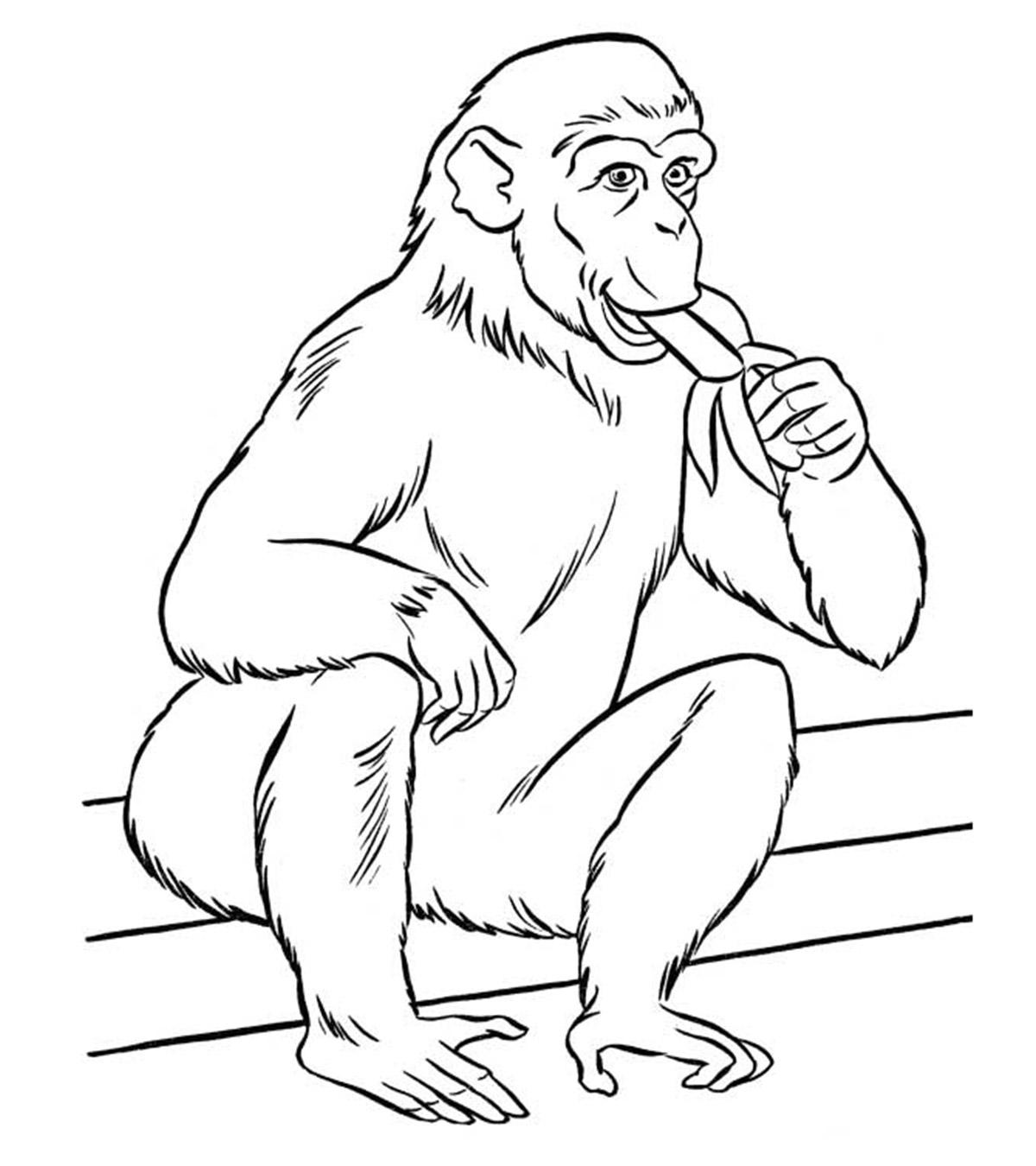 25 Interesting Zoo Animals Coloring Pages For Your Little Ones_image