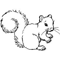 Top 25 Free Printable Squirrel Coloring Pages Online