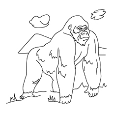 Gorilla 17