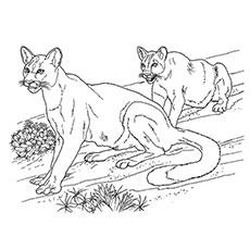 Wild Desert Animals Wild Desert Animals Coloring Pages