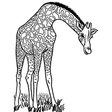 Wild Giraffe Coloring Pages