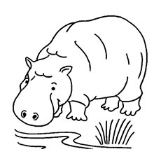 Jungle Animal Hippopotamus Coloring Pages