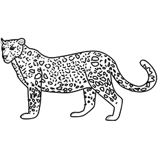 Wild Animal Leopard Coloring Pages