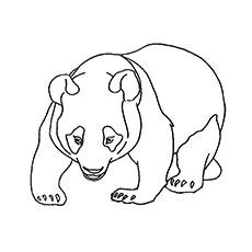 The Panda bear Wild Panda Bear Coloring Pages