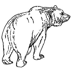 Bear Walking Coloring Pages