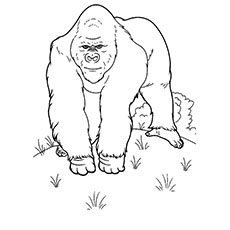 Gorilla Trekking Coloring Pages