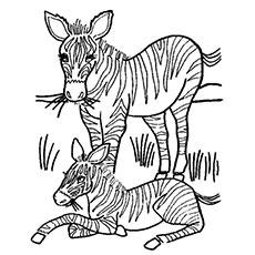 Zebra Eating Grass Zebra Eating Grass Coloring Pages