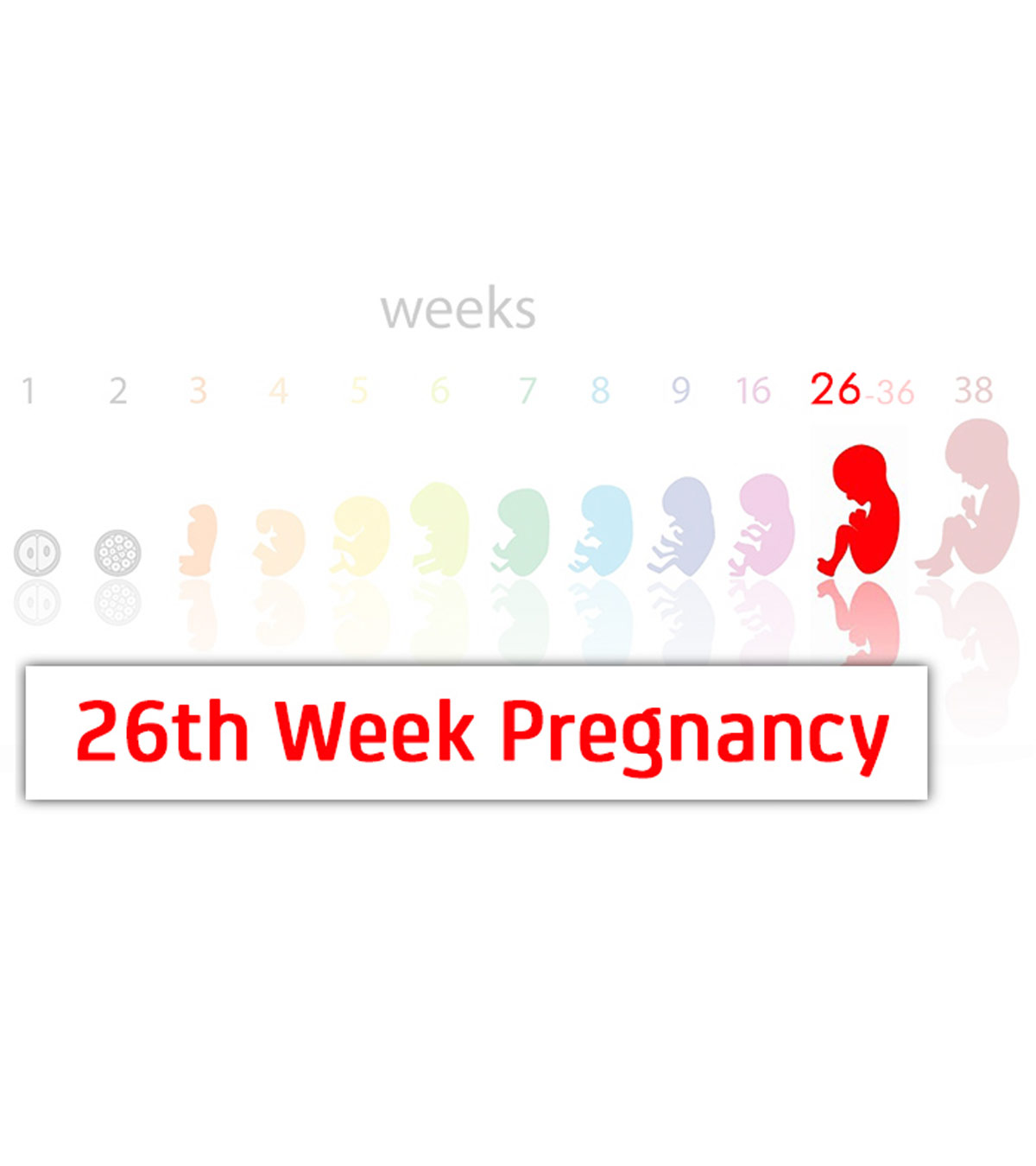 26th Week Pregnancy: Symptoms, Baby Development And Tips