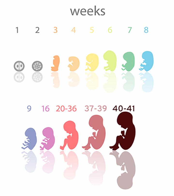All You Need To Know About The 10th Month Of Pregnancy All You Need To Know About The 10th Month Of Pregnancy