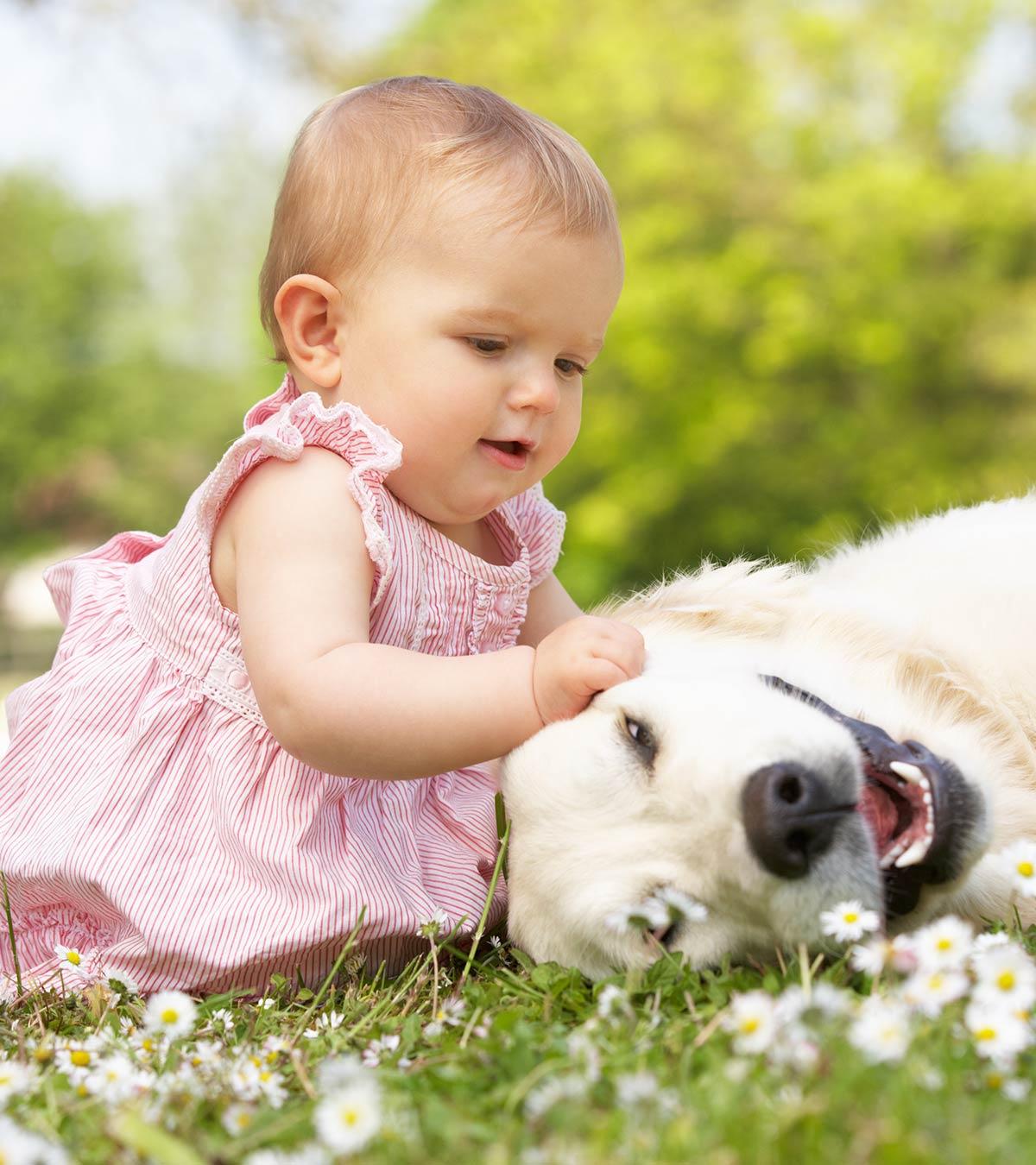 Dog Allergies In Infants