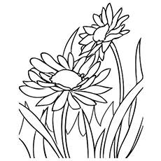 Full bloomed Daisies, spring coloring page