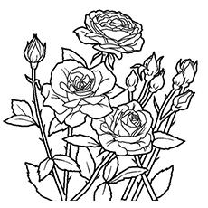 Spring roses coloring page Spring roses coloring page
