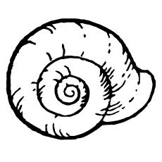 Top 25 Free Printable Shell Coloring Pages Online
