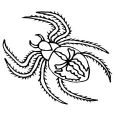 Black Spider Coloring Pages