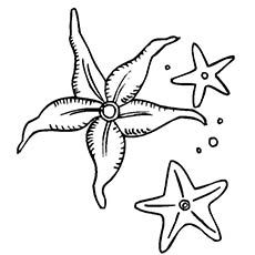 Three different types of starfish coloring pages
