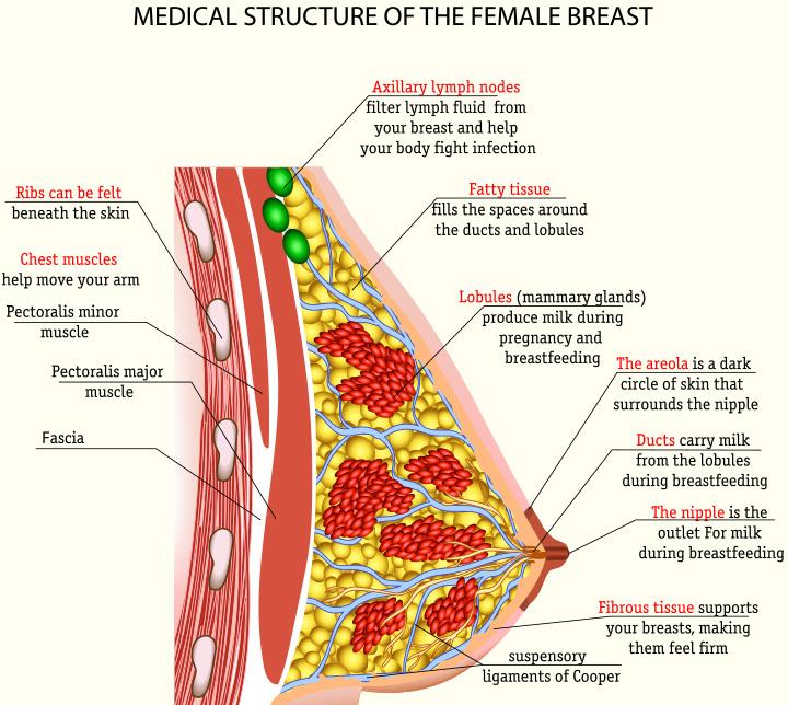 What does breastfeeding do for your body?