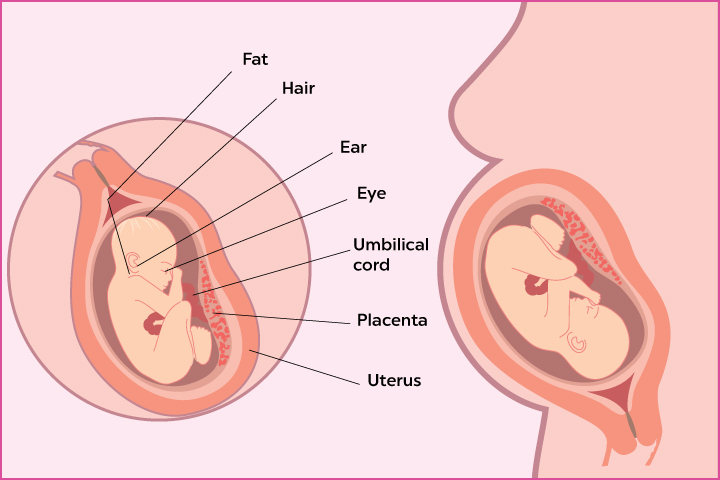 Development of the embryo at 28th week pregnancy
