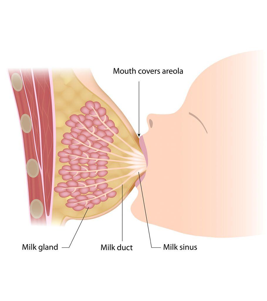 How to produce breast on sale milk