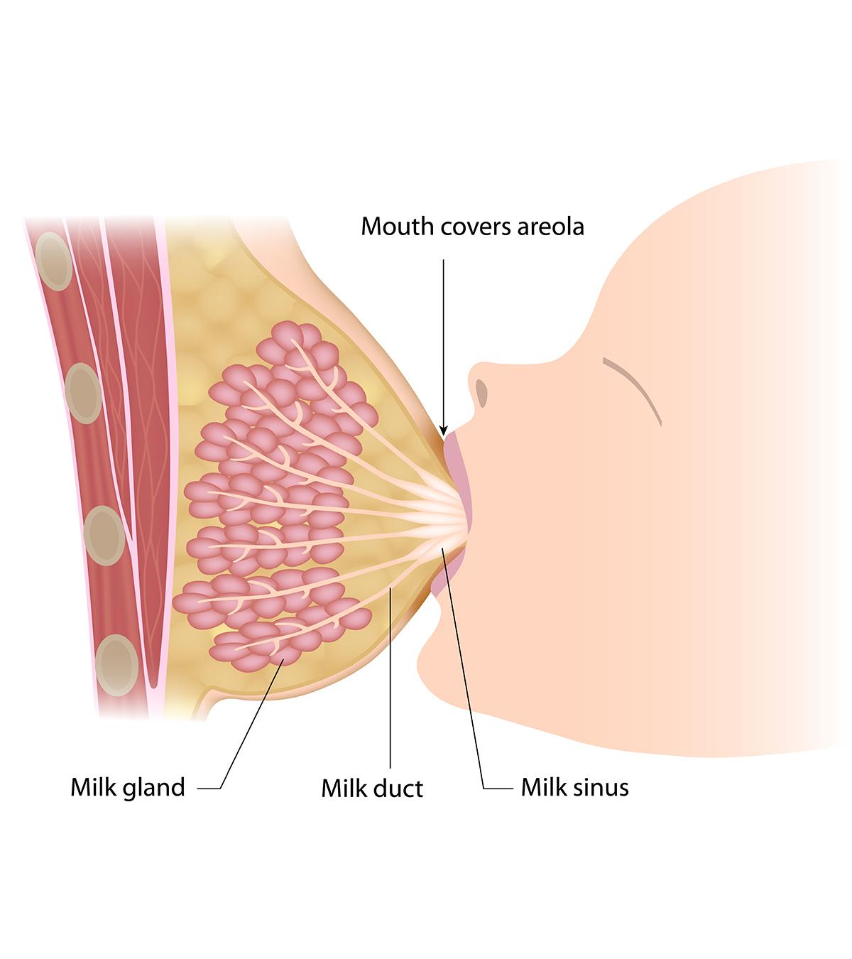 How Is Breast Milk Made During Pregnancy & Interesting Facts