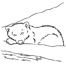 The brown bear sleeping coloring pages