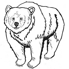 The brown grizzly bear coloring pages