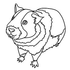 Top 25 Guinea Pig Coloring Pages For Your Toddlers
