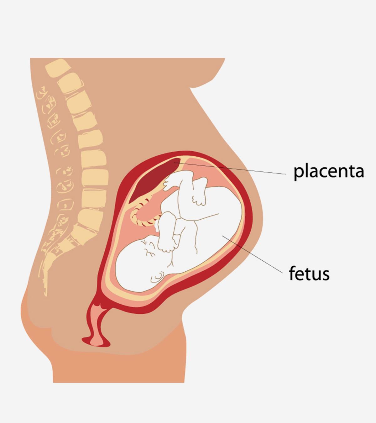 Functions Of Placenta During Pregnancy