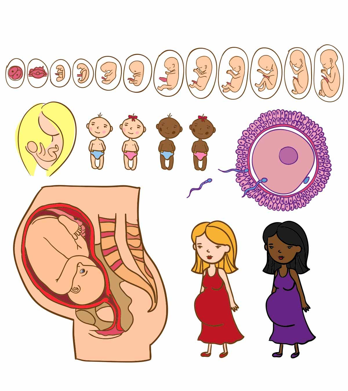 Stages Of Pregnancy