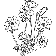 Anemone flowers coloring page