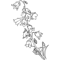 Bell flowers coloring page