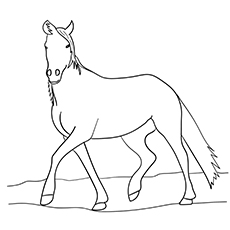 Blue Roan Arabian horse coloring page